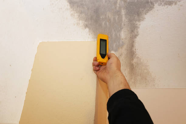 Best Biohazard Mold Removal  in Pleasureville, KY