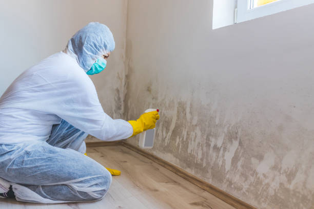 Best Mold Removal for HVAC Installations  in Pleasureville, KY