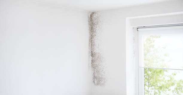 Pleasureville, KY Mold Removal Company