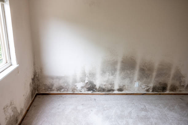 Best Dehumidification Services  in Pleasureville, KY